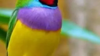 اغنيه كان يا مكان كان ف عصفور تتر مسلسل ساره 