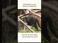 Download Lagu Belajar Suara Macan Kumbang | Woww ngeriiii😱🥵