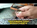 Lagu PENYEBAB BURUNG CIBLEK SAWAH CUMA KRAK..KREK..KRAK..KREK AJA TIDAK KUNJUNG BUNYI DAN GACOR‼️
