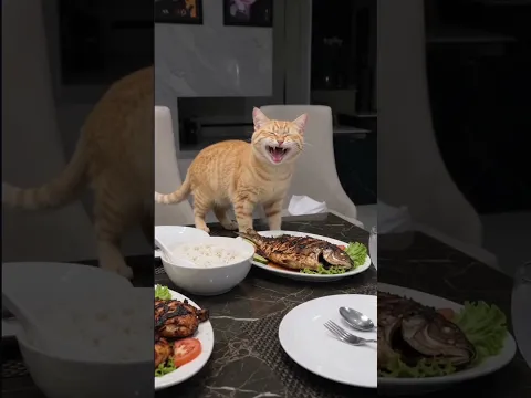 bikin kaga sumpah 😭😫 #kucing #shortvideo #oyen #viral