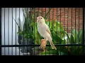 The most PLEASANT Canary training song‼️Belgian Canary Singing