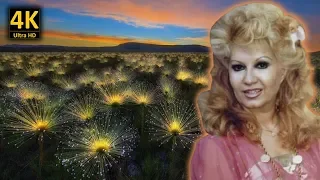 طروب يا ستي يا ختياره مع كلمات الاغنية من نوفلن البناء 