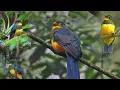Download Lagu Burung Luntur Gunung Jawa, si Cantik Dengan Suara Yang  Menggema Makin Terancam Punah