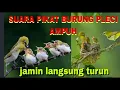 Download Lagu suara pikat burung pleci paling ampuh di jamin langsung turun [2024]