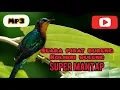 Download Lagu SUARA PIKAT BURUNG KOLIBRI WULUNG SUPER GACOR