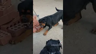 شراسة كلب الروت وايلر Aggressive Female Rottweiler Rottweiler Dog Rottweilerworld كلاب Animals 