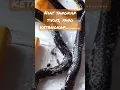 Download Lagu lem tikus, ketangkap ular..