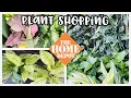 Plant Shopping at Home Depot Large Monstera Adansonii on Bamboo Poles New Aglaonema Spotted