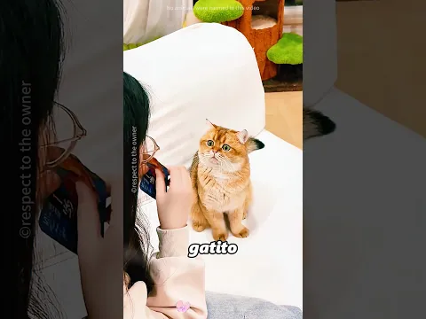 El gato más pequeño de la casa consiguió lo quele correspondia#shorts