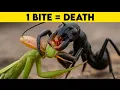 Download Lagu Deadly Insects That Can Easily Defeat A Praying Mantis
