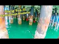 Download Lagu Tiang Tua Rumah Ikan !! Nemuin Sarang Ikan Di Tiang-Tiang Tua Yang Besar Dan Tak Berpenghuni !!!