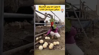لا تحاول أخذ بيض النعامة لهذا السبب Shorts 