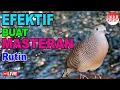 Download Lagu suara burung Perkutut Lokal Gacor dari alam liar paling manjur buat masteran