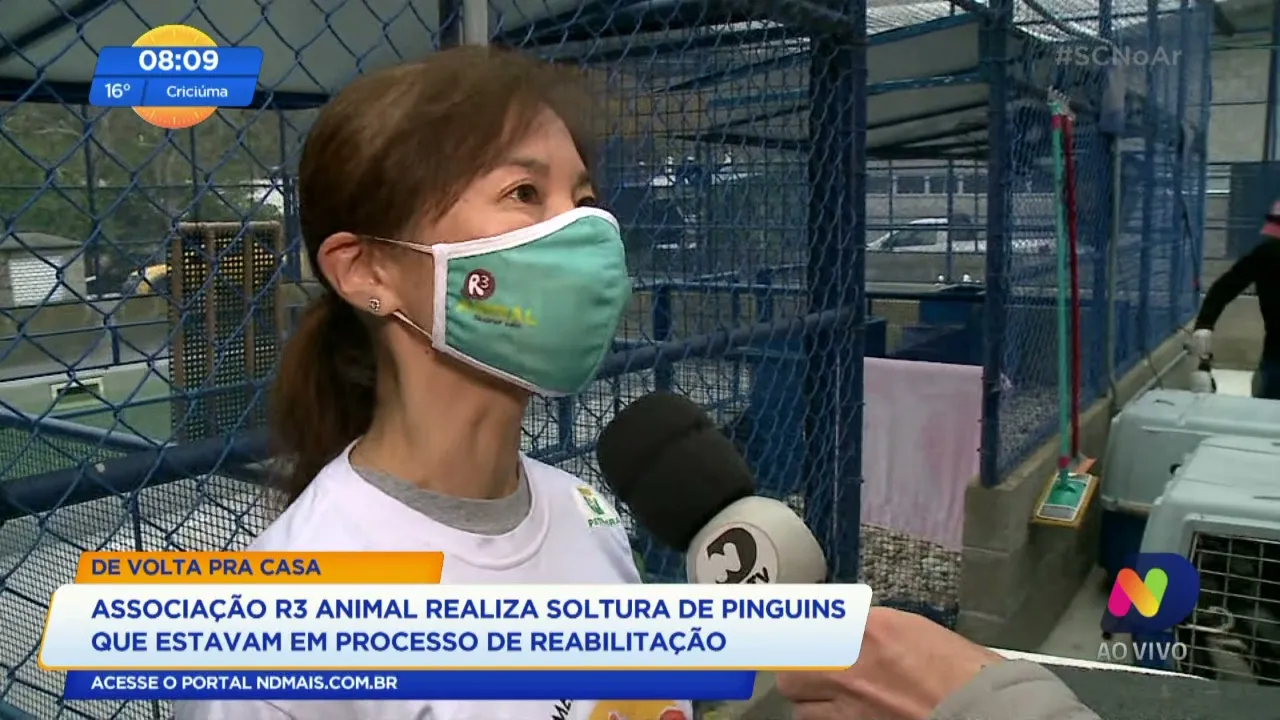 Associação R3 Animal realiza soltura de pinguins que estavam em processo de reabilitação