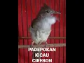 Download Lagu cucak jenggot isian bajing kikis dan gereja