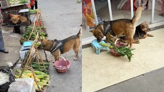 The highly intelligent dog hopes the vendor will give it an extra cucumber🤠