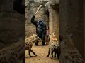 Download Lagu Zoo Turns Chaotic: Gorilla vs Hyenas to Save Child