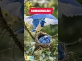 Download Lagu BURUNG YANG INDAH @titinsadiah7 #burung #kuasaAllah #hobiburung