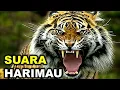 Download Lagu [ASMR] SUARA HEWAN SUARA HARIMAU ASLI