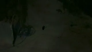 Noćna škola za mačića-mama mačka je stroga!#cat 