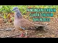 Lagu Pancingan Terbaik Suara Tekukur Tahun 2023 Kuk 1,2📌Burung Hutan Otomatis Respon@TekukurPikatchannel