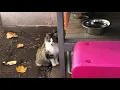 Cat Overpopulation Problem