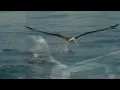 Fleetwood Mac-Albatros