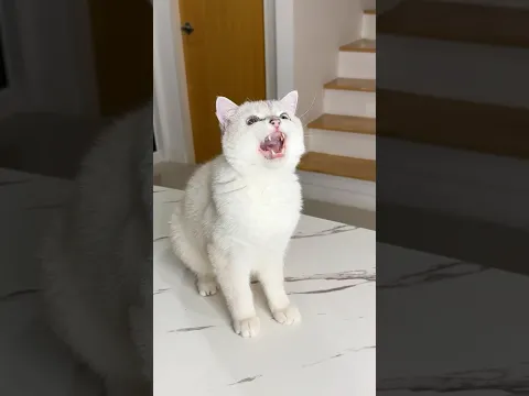 Weird things always happen when I’m home alone😬😱 #cat #cats