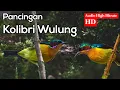 Download Lagu SUARA KOLIBRI WULUNG GACOR UNTUK PANCINGAN KOLIBRI WULUNG BAHAN OMBYOKAN (KOWUL)