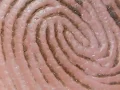 Ordinary every day objects under a microscope