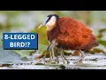 Lagu Jacana: The Bird That Broke The Internet