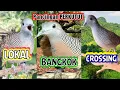 Download Lagu Pancingan perkutut 3 suara, Perkutut LOKAL - Perkutut BANGKOK - PERKUTUT CROSSING