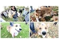 Corgi Day 2016 Supercut Corgis in the Park Grand Rapids Michigan
