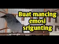 Download Lagu SRIGUNTING ABU BUAT PANCINGAN  SRIGUNTING MANDEK/MALES BUNYI