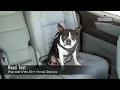 Pet Safety Lady & Betty Review Sherpa To Go Dog Car Harness