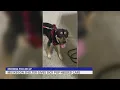 Puppy up for adoption after receiving needed care from Pound Buddies