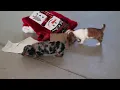 Mini Dachshund Puppies For Sale