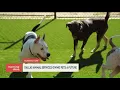 Dallas Animal Services Giving Pets a Future