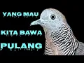 Lagu PILIHAN KITA PASTI YANG TERBAIK ,,,, PERKUTUT YANG MAU KITA BAWA PULANG DARI OMBYOKAN