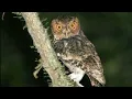 Download Lagu SUARA BURUNG HANTU