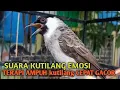 Lagu Suara Burung Kutilang Gacor NGGARUDA TARUNG seperti ini sangat Cepat memancing Kutilang LAIN Gacor