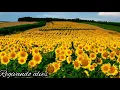 Download Lagu Amado batista-minha rainha