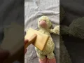 Quick tutorial on how to restore a jellycat