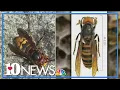 European hornet vs Murder hornet What s the difference