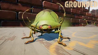 All 4 Green Shield Stink Bug Locations Grounded
