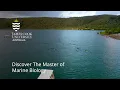Download Lagu Discover the Master of Marine Biology