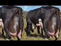 World Highest Milking 127Kg Milk Girlando Cow Vs Jersey Cow Breed 70Kg Milk