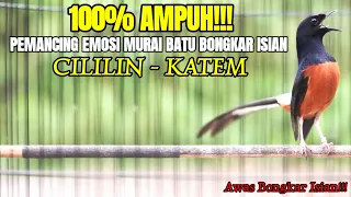 masteran murai gacor isian cililin dan kapas tembak