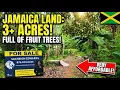 JAMAICA LAND FOR SALE 3 Acres in Mocho Clarendon Affordable Land Full of Fruit Trees