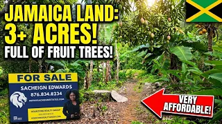JAMAICA LAND FOR SALE 3 Acres in Mocho Clarendon Affordable Land Full of Fruit Trees